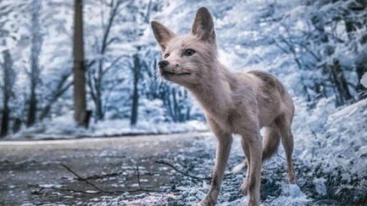 33 yıl sonra Çernobil’de ilginç keşif!