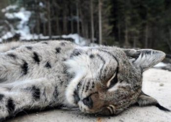 Trabzon’da nesli tükenen vaşak silahla öldürüldü