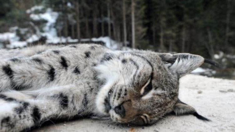 Trabzon’da nesli tükenen vaşak silahla öldürüldü