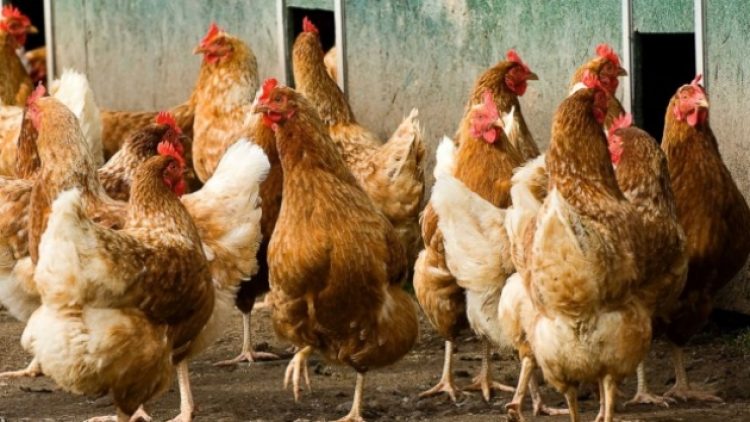 Bumerangın böylesi: Ava giden tilki, ‘tavuk kümesi’nde avlandı!