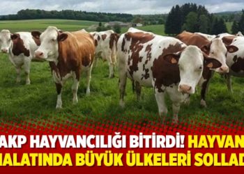 AKP hayvancılığı bitirdi! Hayvan ithalatında büyük ülkeleri solladık