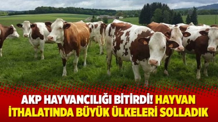 AKP hayvancılığı bitirdi! Hayvan ithalatında büyük ülkeleri solladık
