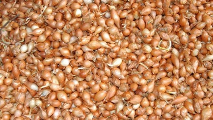 2 liralık tohumluk soğanın fiyatı 25 TL’ye çıktı