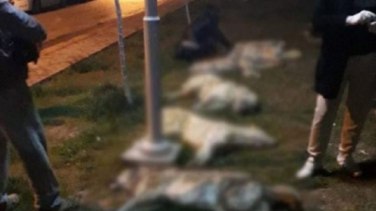 Ankara’da sokak köpekleri zehirlendi, Yavaş belediyeyi alarma geçirdi
