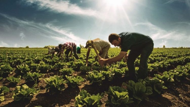 Türkiye’de tarımsal üretimin maliyeti yüzde 27.33 arttı