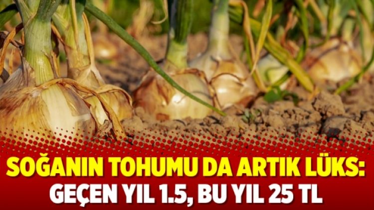 Soğanın tohumu da artık lüks: Geçen yıl 1.5, bu yıl 25 TL
