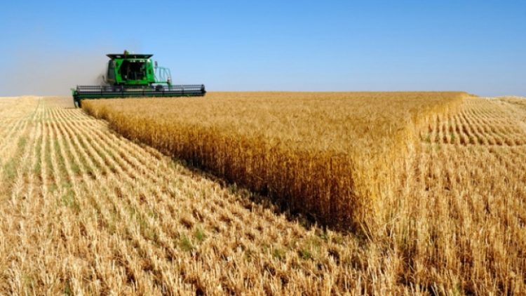 ​Patates-soğan derken buğday da alarm vermeye başladı