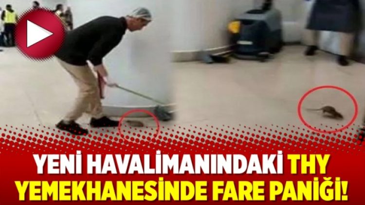 Yeni havalimanındaki THY yemekhanesinde fare paniği!
