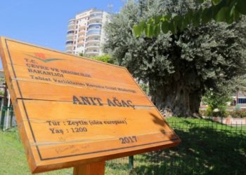 1202 yıllık anıt ağaç, yeni yerinde zeytin verdi