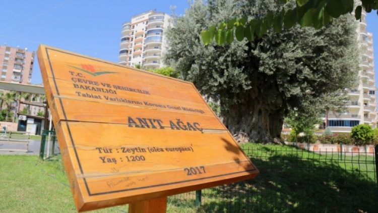1202 yıllık anıt ağaç, yeni yerinde zeytin verdi