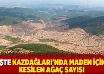 İşte Kazdağları’nda kesilen ağaç sayısı