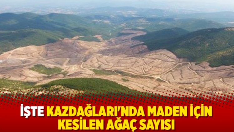 İşte Kazdağları’nda kesilen ağaç sayısı