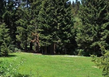 Eskişehir’de yüzbinlerce ağaç katledilecek