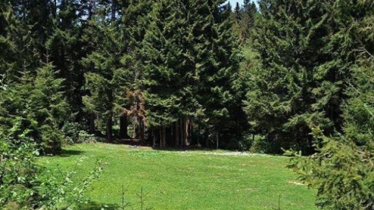 Eskişehir’de yüzbinlerce ağaç katledilecek