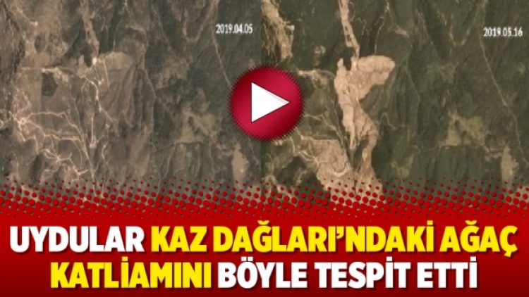 Uydular Kaz Dağları’ndaki ağaç katliamını böyle tespit etti