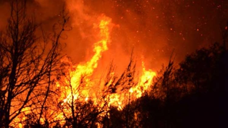 Gelibolu Yarımadası’nda orman yangını