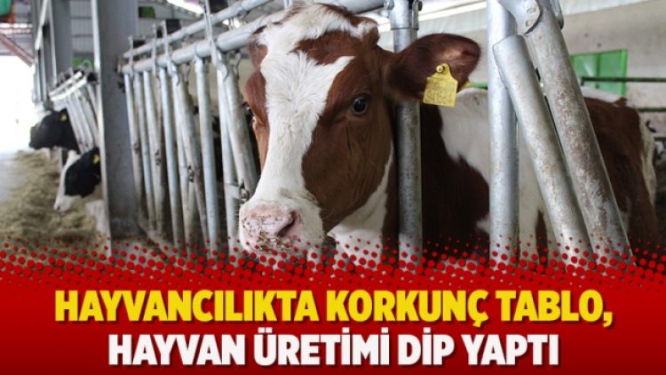 Hayvancılıkta korkunç tablo, hayvan üretimi dip yaptı