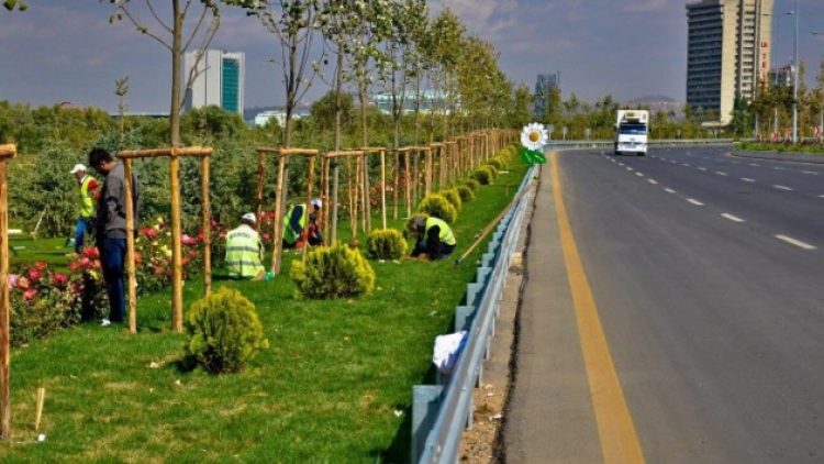 Ankara Büyükşehir Belediyesi, ithal ağaç dönemine son verdi