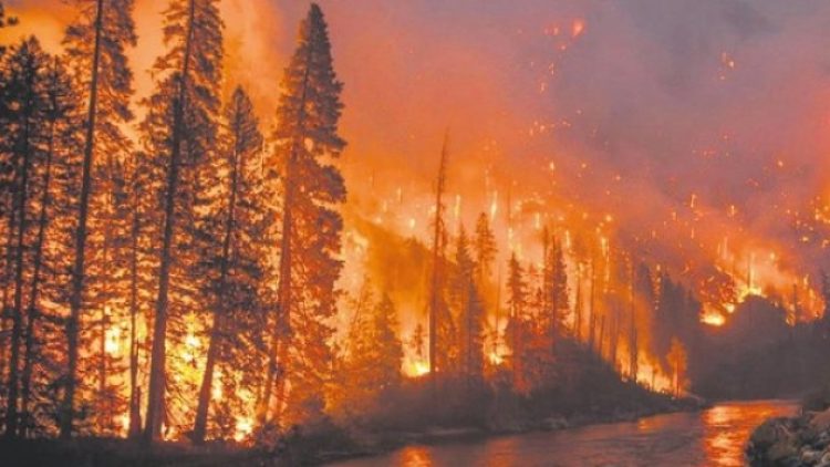 Fransa ile Brezilya arasındaki Amazon kavgası büyüyor