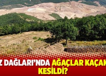 Kaz Dağları’nda ağaçlar kaçak mı kesildi?