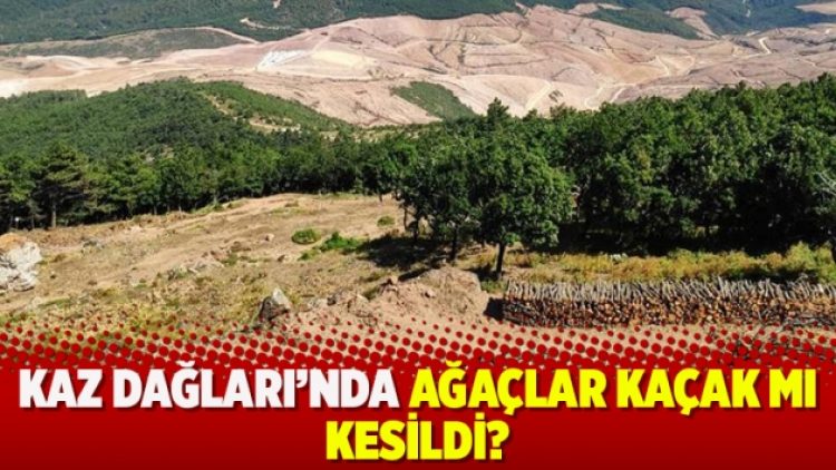 Kaz Dağları’nda ağaçlar kaçak mı kesildi?