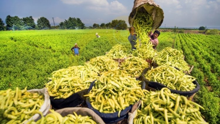 Tarım ürünleri tarlada yüzde 20 zamlandı