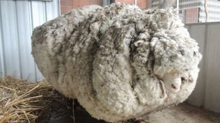 Dünyanın en yünlü koyunu ‘kaçak Chris’ öldü