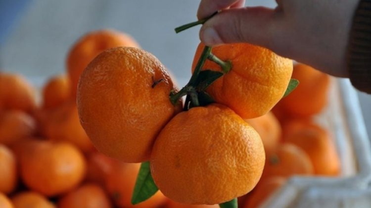 Rusya’nın iade ettiği 370 ton mandalina iç pazara sürülecek!