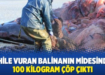 Sahile vuran balinanın midesinden 100 kilogram çöp çıktı