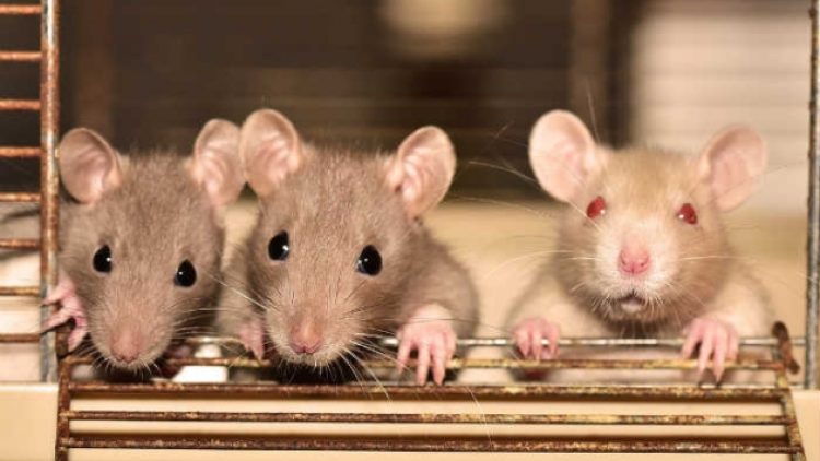 Yunanistan’da fareler 3,5 aylık bebeğin yüzünü kemirdi!