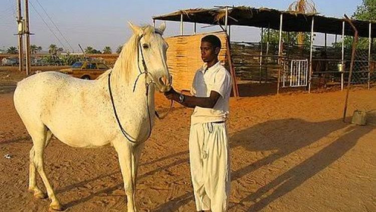 Meclis’te Sudan’dan gelecek et tartışması: Eşek etleri nerede kullanılacak?