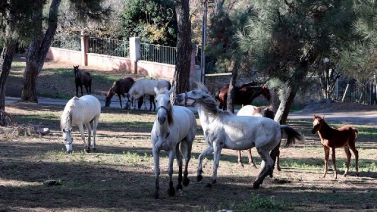 Büyükada’da 81 at ‘hastalık nedeniyle’ öldürülerek gömüldü