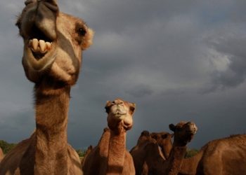 Avustralya’da su bulmak için yerleşim yerlerine gelen binlerce deve kurşuna diziliyor