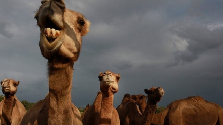 Avustralya’da su bulmak için yerleşim yerlerine gelen binlerce deve kurşuna diziliyor