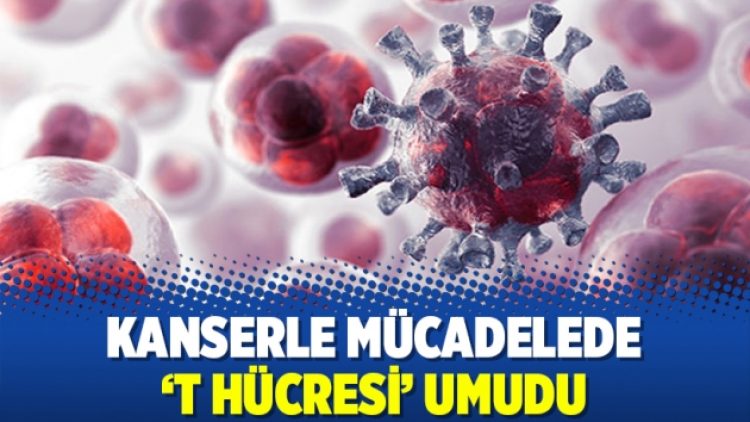Kanserle mücadelede ‘T hücresi’ umudu