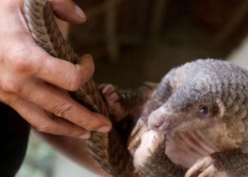 Çinli bilim insanları: Koronavirüsün kaynağı karıncayiyen olabilir