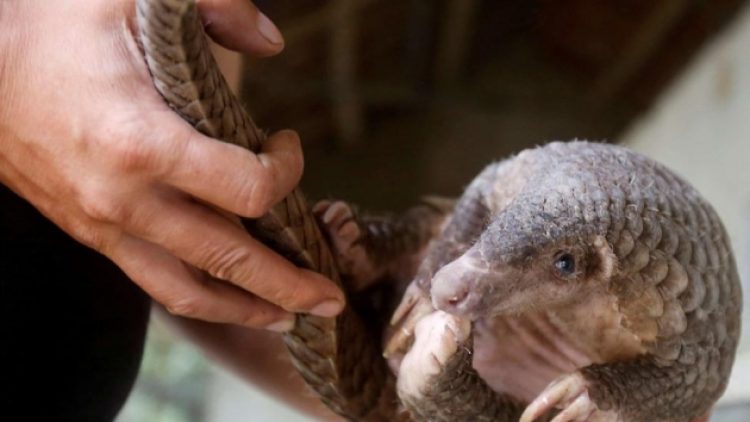 Çinli bilim insanları: Koronavirüsün kaynağı karıncayiyen olabilir