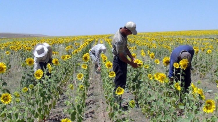 Moldova’dan ayçiçeği, mısır ve çoban ithal edildi