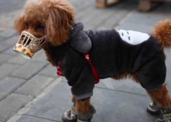 Koronavirüs ilk kez bir köpekte görüldü
