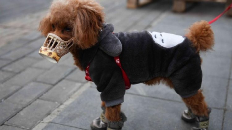 Koronavirüs ilk kez bir köpekte görüldü