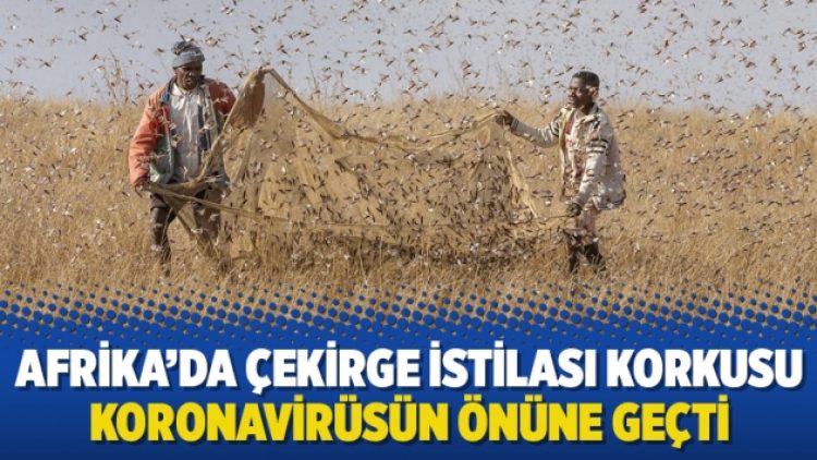 Afrika’da çekirge istilası korkusu koronavirüsün önüne geçti