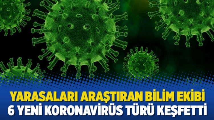 Yarasaları araştıran bilim ekibi 6 yeni Koronavirüs türü keşfetti