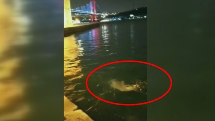 Yunus balıkları Ortaköy Sahili’nde dans etti