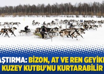Araştırma: Bizon, at ve ren geyikleri Kuzey Kutbu’nu kurtarabilir