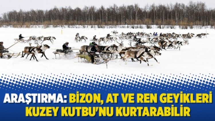 Araştırma: Bizon, at ve ren geyikleri Kuzey Kutbu’nu kurtarabilir