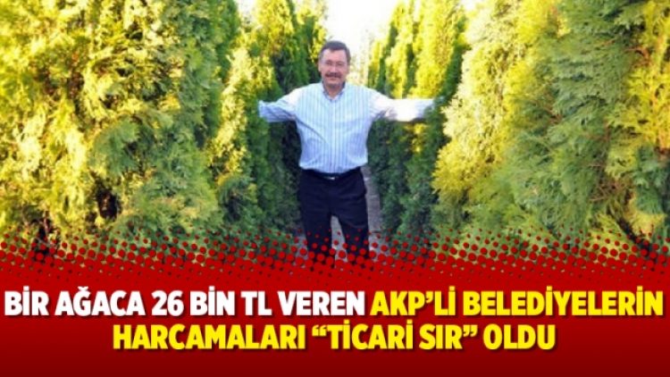 Bir ağaca 26 bin TL veren AKP’li belediyelerin harcamaları “ticari sır” oldu