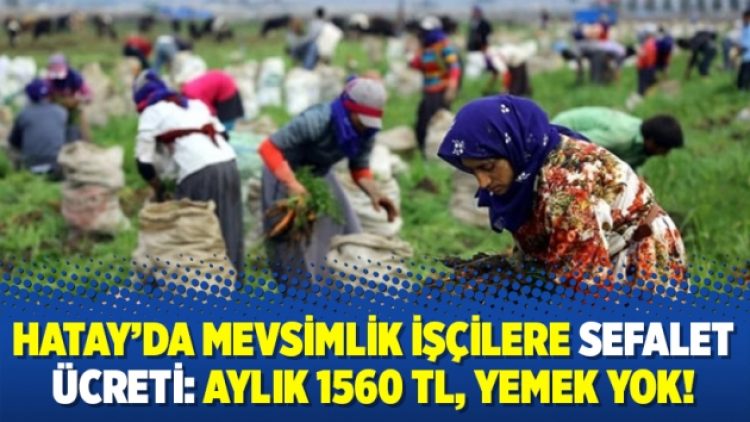 Hatay’da mevsimlik işçilere sefalet ücreti: Aylık 1560 TL, yemek yok!