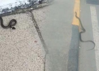Trabzon sokaklarında yılan paniği