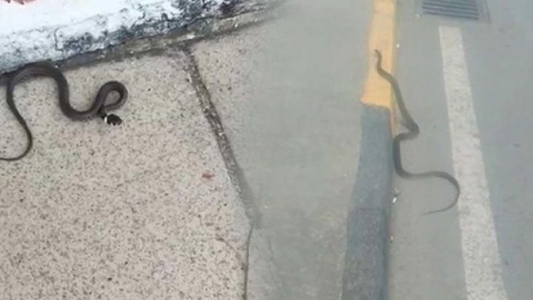 Trabzon sokaklarında yılan paniği