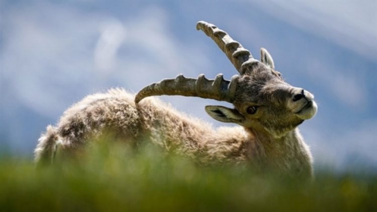 Bakanlık katliamın önünü açıyor: Dersim’de dağ keçilerinin avlanması için ihale!